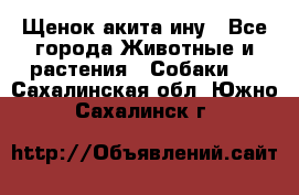Щенок акита ину - Все города Животные и растения » Собаки   . Сахалинская обл.,Южно-Сахалинск г.